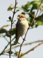 Red-Backed-Shrike1.jpg