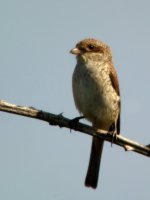 Red-Backed-Shrike-2.jpg