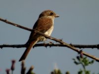 Red-Backed-Shrike4.jpg