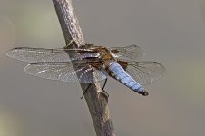 Broad Bodied Chaser (M)12072013Stargate Ponds N.jpg