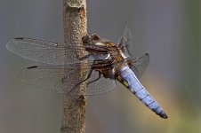 Broad Bodied Chaser (M)b12072013Stargate Ponds N.jpg