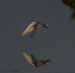 common tern juv IMG_1378.jpg