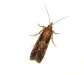 Moth i.jpg