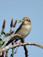 Red-Backed-Shrike11.jpg