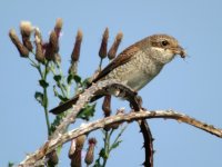 Red-Backed-Shrike13.jpg