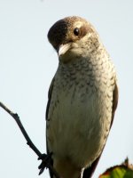 Red-Backed-Shrike-21.jpg