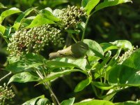 Greenish Warbler Marsden.jpg