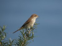 Red-backed Shrike Whitburn.jpg