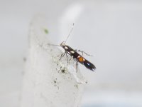 Cosmopterix zieglerella.jpg