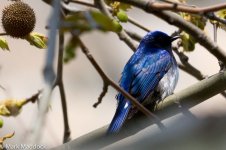 IMG_2013-04-07_0177_NBlue-and-white Flycatcher_Yangshan.jpg