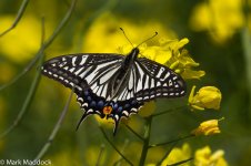 IMG_2013-04-07_0179_Asian Swallowtail (Papilio xuthus)_Yangshan.jpg