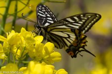 IMG_2013-04-07_0188_Asian Swallowtail (Papilio xuthus)_Yangshan.jpg