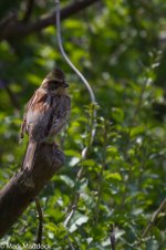 IMG_2013-04-07_0209_Elegant Bunting_Yangshan.jpg