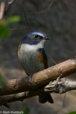 IMG_2013-04-07_0236_Red-flanked Bluetail_Yangshan.jpg