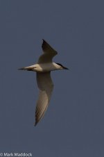 IMG_2013-04-07_0322_Gull-billed Tern_Nanhui South.jpg