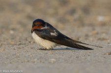 IMG_2013-04-07_0392_Barn Swallow_Nanhui South.jpg