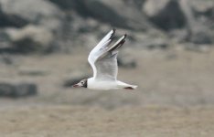 Black-headed Gull.jpg