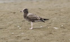 Black-tailed Gull.jpg