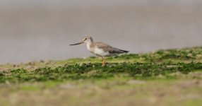 Terek Sandpiper.jpg