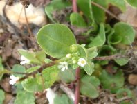 no id flower dungeness rspb 100913axxx.jpg