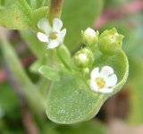 no id flower dungeness rspb 100913xxx.jpg