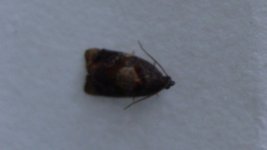 mothing1-029.jpg