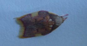 mothing1-020.jpg