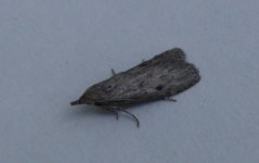 mothing1-021.jpg