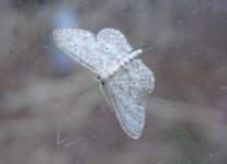 mothing1-023.jpg