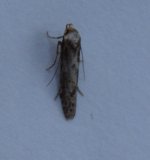 mothing1-024.jpg