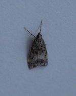 mothing1-025.jpg