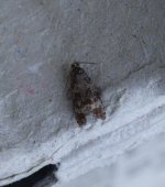 mothing1-031.jpg