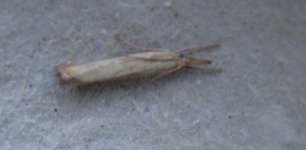 mothing1-032.jpg