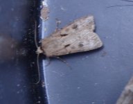 mothing1-034.jpg