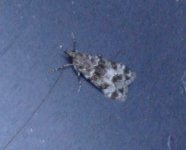 mothing1-036.jpg