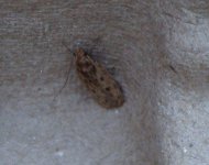 mothing1-037.jpg