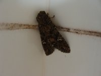 mothing1-017.jpg