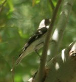 Collared Flycatcher.jpg