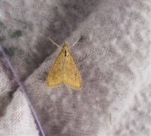 Unidentified Moths-27.jpg