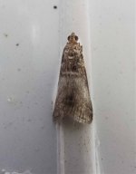 Unidentified Moths-25.jpg