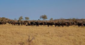 buffalos rx102_DSC3913_edited-1.jpg