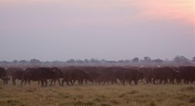 buffalo sunset botswana rx100M2_DSC3815_edited-1.jpg