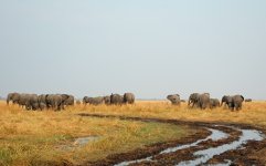 elephants botswana rx100M2_DSC3796_edited-1.jpg