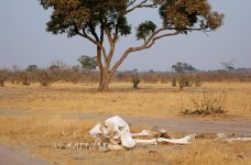 elephant skull rx100 M2_DSC3783_edited-1.jpg