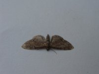 mothing2-013.jpg