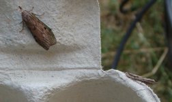 mothing2-015.jpg