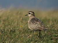 Juv Dotterel 4741.jpg