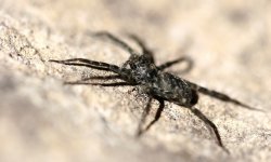 Dock Spider 01.jpg