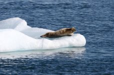 bearded seal on ice.jpg