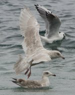 IcelandGull230913BG.jpg